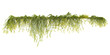 © Saifstock - Set of various creeper plants, isolated on transparent background. 3D render