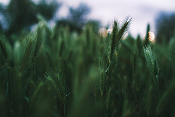 blades of fresh spring grass in the setting sun