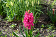 Hyacinth blooming on the background of green foliage on a sunny day.
