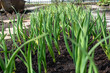 A bed of green onion sprouts in the cottage garden. Green onions growing in the garden.