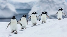 A Group Of Penguins, Leaving Footprints In The Snow On An Ice Shelf, Birds Walking Across Thick White Snowcovered Ground