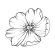 Botanical illustration rosehip on white background. Hybrid tea rose