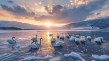 Epic Photo Of A Group Of Elegant White Swans Swimming In The Frozen Lake With Beautiful Winter Mountains And Cloudy Sky Background At Sunset, Golden Hour Lighting