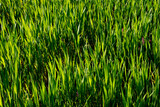Fototapeta Do pokoju - Top view of fresh cereal plants . Nature background abstract. Bright light on cereal. Agriculture cultivation