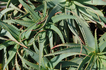 Canvas Print - Sharp toothed leaves of an aloë plant