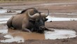 a-buffalo-wallowing-in-a-muddy-pool-