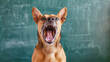 © Bonsales - Dog with open mouth and bared teeth in front of chalkboard displaying vocal and expressive behavior. This image captures dynamic and humorous contrast between education and animal instinct