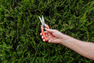 A male gardener with a pruning shears in his hands cuts the branches of a green thuja in the garden. Nature photography.