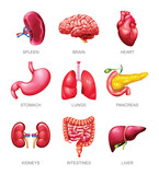 Fototapeta Dinusie - Human internal organs set. Spleen, brain, heart, stomach, lungs, pancreas, kidneys, intestines and liver. Vector illustration