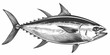 Realistic Side View of Albacore Tuna Fish in Black and White Isolated Illustration for Commercial