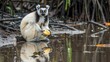 A Verreaux's sifaka  lemur squats on a riverbank in a rain forest. The endemic animal holds a banana in its paw and looks away. The mouth is open. Reflection in calm water. Madagascar. Vakona Forest