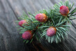 flowering spruce branches with purple cones on a wooden table. close-up. spring flowering spruce. selective focus