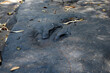 Dinosaur footprints Three-toed predatory species Carved in black natural stone.