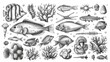 A set of sketches of sea animals, fish, corals, seaweed, modern illustration, black and white
