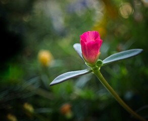 Wall Mural - a close up of a red flower with leaves in the background