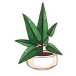 Groovy cartoon green plant in wide white pot. Funny retro indoor houseplant with sharp leaf tip, home or office garden mascot, cartoon flowerpot with plant sticker of 70s 80s style vector illustration