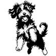 Monochrome Aussiedoodle jumps engraving drawing of wild animal, monochrome