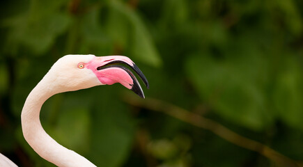 Wall Mural - American flamingo (Phoenicopterus ruber) or Caribbean flamingo fighting. Nature green background