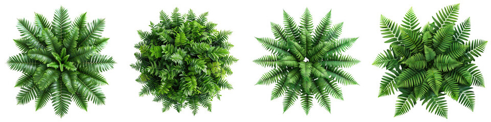 Wall Mural - Ferns Plants Top View Hyperrealistic Highly Detailed Isolated On Transparent Background Png File