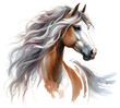 Horse. Horse head. Portrait. Watercolor. Isolated illustration on a white background. Banner. Close-up