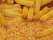 Raw organic corn clips and kernels pile detail