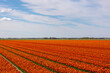 Row or line of orange tulips flowers with green leaves on the field in countryside farm, Tulips are plants of the genus Tulipa, Spring-blooming perennial herbaceous bulbiferous geophytes, Netherlands.