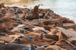 Sea lions resting and vocalizing on a rocky shore near the ocean. The group is tightly packed with shades of brown fur. Lighting suggests evening time.