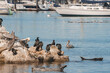 Serene coastal scene with pelicans, cormorants on rocks, moored boats in marina or dock area. Calm water, clear sky. Birds coexist peacefully with humans, suggesting tropical location.