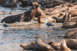 Explore a lively scene of sea lions gathering on a sandy shore in a coastal environment. The animals rest, socialize, and interact with each other under clear skies.