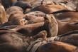 Sea lions bask together on a beach or dock, with fur ranging from light tan to dark brown. One sea lion in foreground stands out, looking relaxed. Typically found on coasts of the Pacific Ocean.