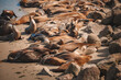 Sea lions bask together on a beach or dock, with fur ranging from light tan to dark brown. One sea lion in foreground stands out, looking relaxed. Typically found on coasts of the Pacific Ocean.