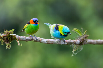 Grupo de aves diversas da Mata Atlântica / Group of diverse birds from the Atlantic Forest