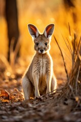 Poster - Curious kangaroo in autumn forest