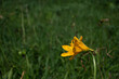 湿原に咲く夏の黄色い花
