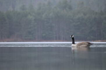 goose on the lake