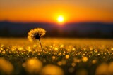 Fototapeta Zachód słońca - 夕日に照らされるたんぽぽの綿毛のある景色