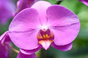 Wall Mural - Beautiful pink phalaenopsis orchid flower decoration in the tropical garden
