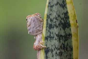 Wall Mural - lizard, bearded dragon, a bearded dragon lizard perched on a leaf of an ornamental plant