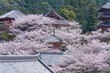 満開の桜に囲まれたお寺の情景