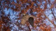 メタセコイヤの黄葉バックに悠然と飛ぶオオタカ幼鳥