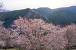 朝日を浴びて輝く満開の山桜の情景
