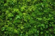 Moss background, green moss background, Green background, Moss, Background, Wallpaper, Texture - generative ai