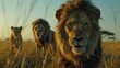  three lions in a grassy field. The lion in the front is staring at the camera, while the other two lions are walking in the background. The background is blurred, and the foreground is in focus.
