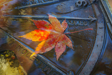 Canvas Print - Autumn view at Mount Macedon