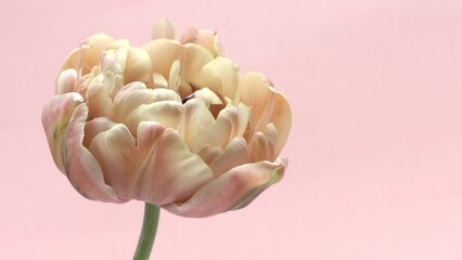 Wall Mural - Flower opening close up, soft petals of beautiful tulip time lapse, nature background. Tulip bouquet, spring flower macro shot, blooming pastel pink tulip birthday backdrop, romantic, bridal art