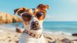 dog in glasses on the beach