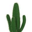 Cactus Plants Isolated