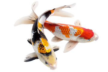 goldfish in aquarium, PNG file, transparant background
