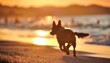 dog runs along the beach at sunset