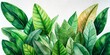 Digital painting of green leaf background 